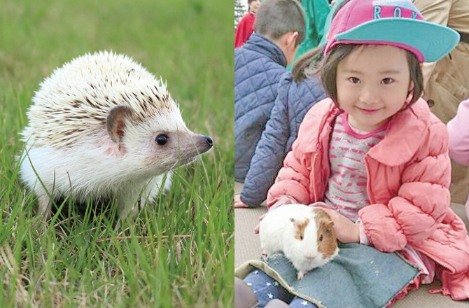 ハリネズミとふれあい&小動物えさあげひろば