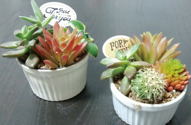 多肉植物の寄せ植えバイキング イベント紹介 住宅展示場 モデルハウスの上尾ハウジングステージ