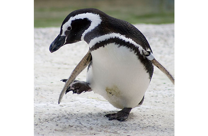写真：よちよち歩くペンギン