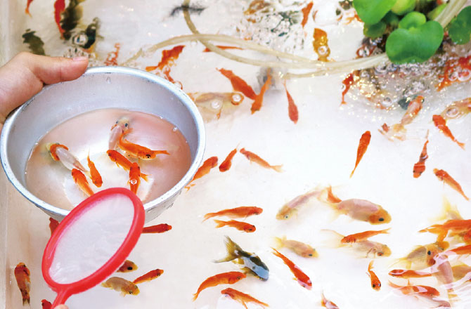 金魚すくい