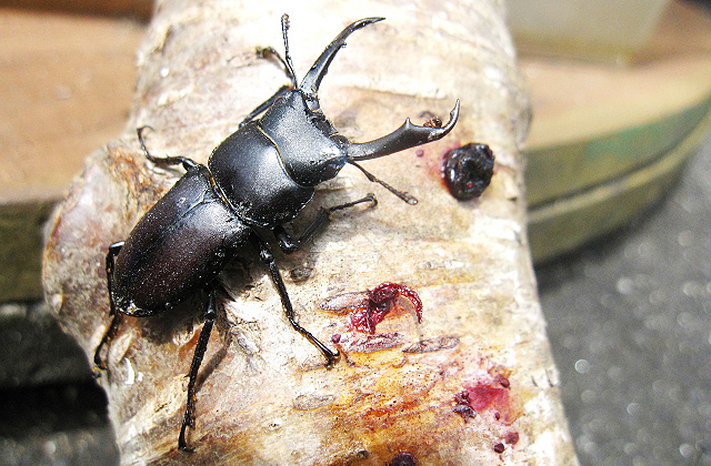 クワガタ