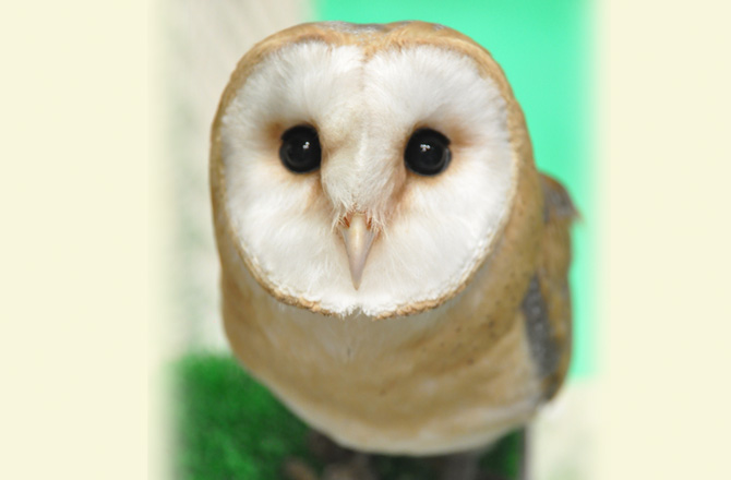 ふくろう