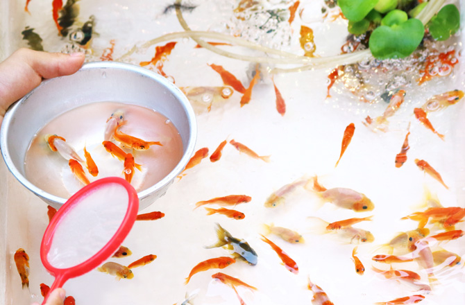 赤やしろの金魚