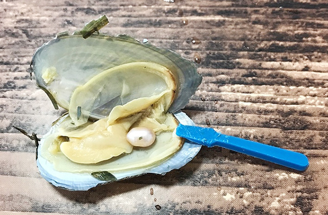 本物の貝から真珠を取り出しているところ