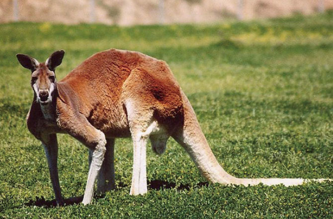 カンガルー