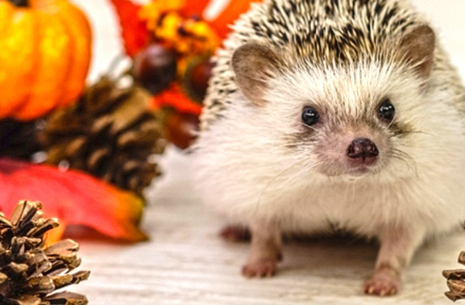 芸術の秋 かわいい動物たちとふれあい イベント紹介 住宅展示場 モデルハウスの板橋高島平ハウジングステージ