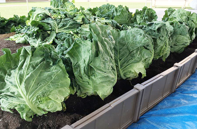 秋の味覚・移動農園で野菜収穫体験(お子様限定)