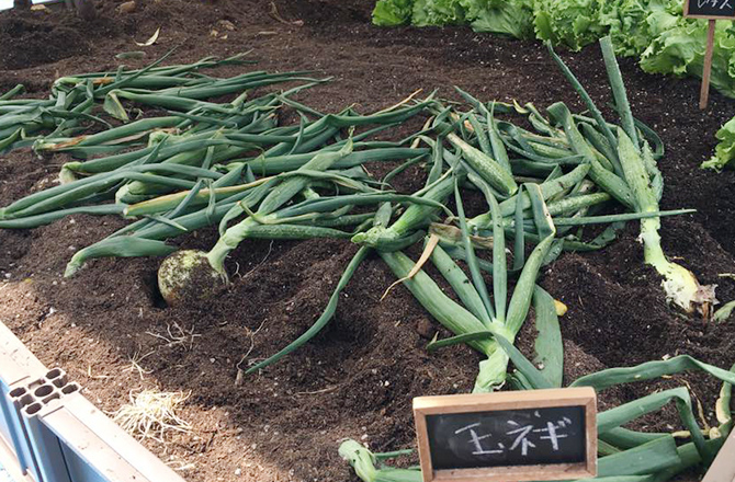 秋の味覚・移動農園で野菜収穫体験(お子様限定)