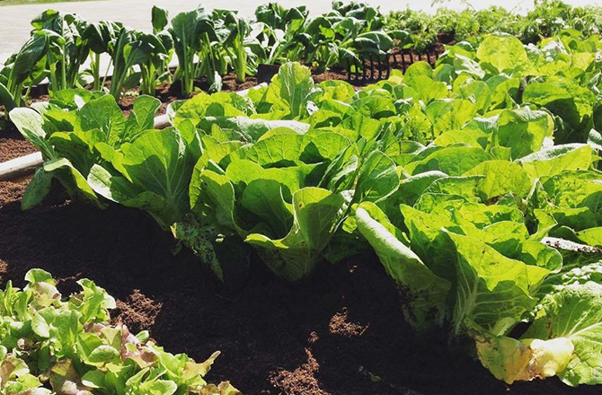 秋の味覚・移動農園で野菜収穫体験(お子様限定)