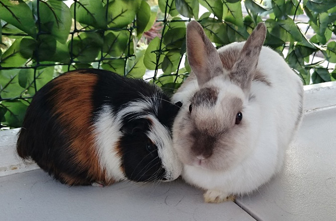 もこもこどうぶつ餌やり体験 カピバラがやってくる イベントの紹介 住宅展示場 モデルハウスのモラージュ菖蒲ハウジングステージ