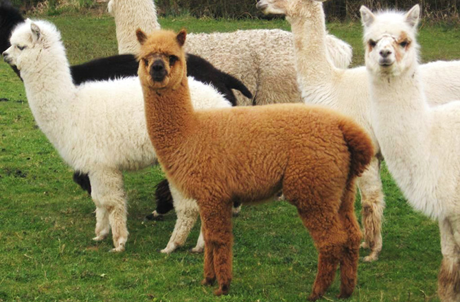 もこもこアルパカファーム どうぶつ餌やり イベントの紹介 住宅展示場 モデルハウスの三郷ハウジングステージ