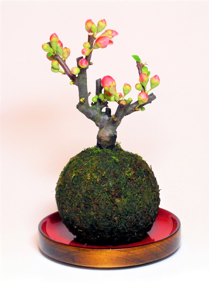 梅の苔玉