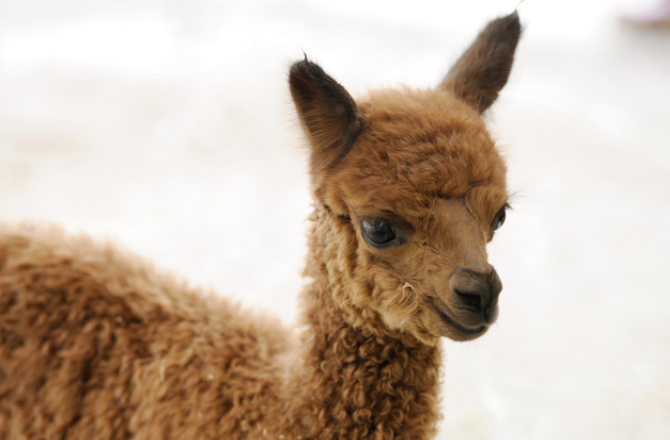 赤ちゃんアルパカがやってくる どうぶつエサやり体験 住宅展示場 モデルハウスのハウジングステージ 赤ちゃんアルパカがやってくる どうぶつエサやり体験 住宅展示場 モデルハウスのハウジングステージ