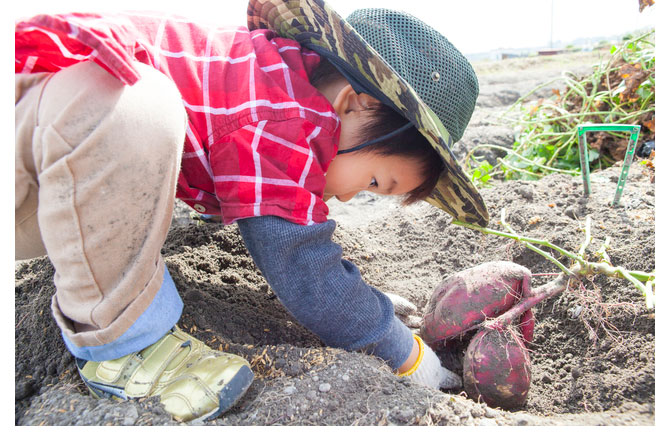 写真：サツマイモ堀をする男の子