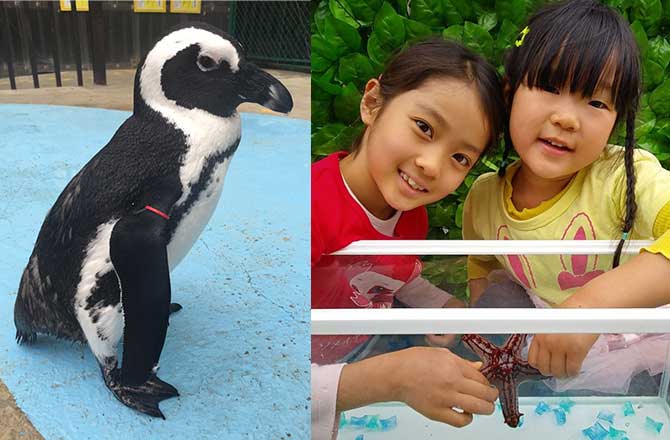 ペンギンと海中生物がやってくる~水中ゾーン~