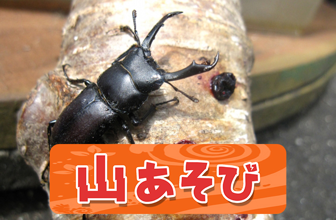 山あそび