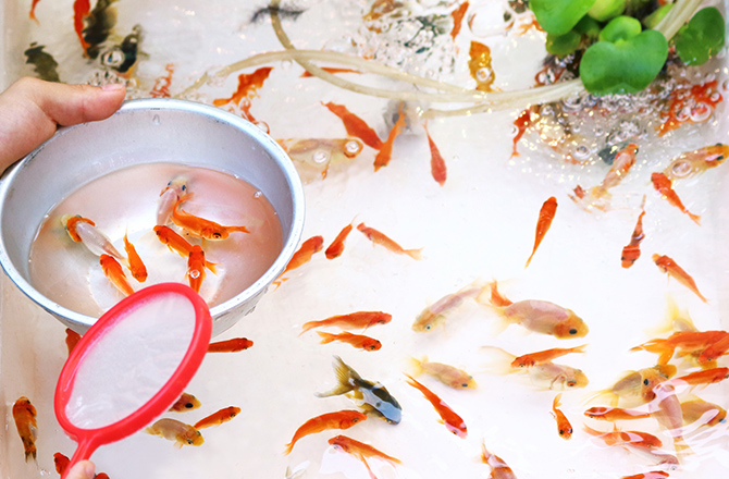 金魚すくい