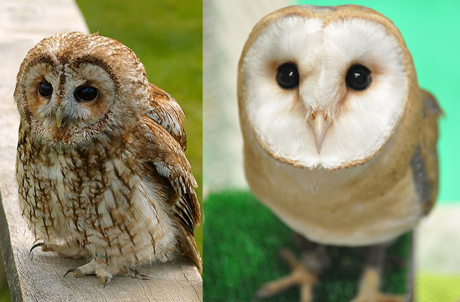 フクロウカフェ風どうぶつふれあい広場 住宅展示場 モデルハウスのハウジングステージ