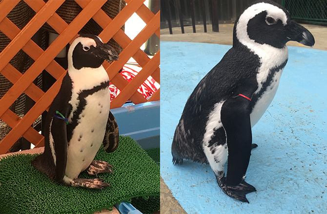 水族館の人気者ペンギンがやってくる&ミニ動物ふれあい広場