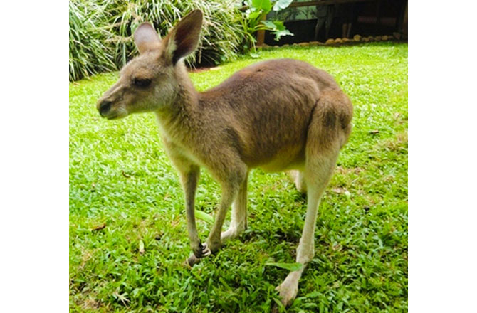 写真:カンガルー