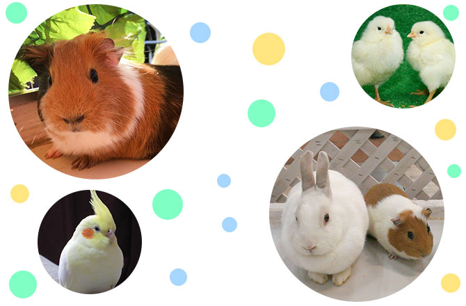 写真:小動物