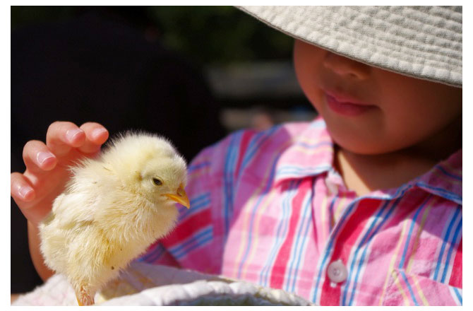 写真：ひよこを撫でる子ども