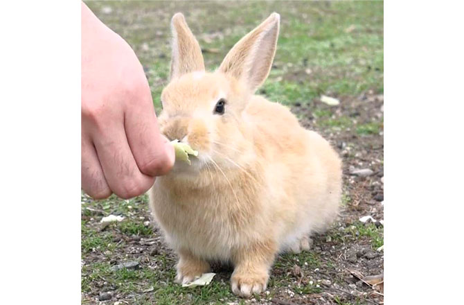 エサもあげれるよ!