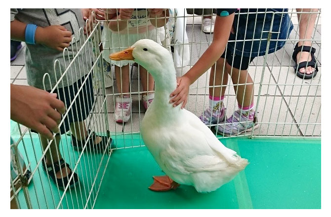 小動物とふれあいも!