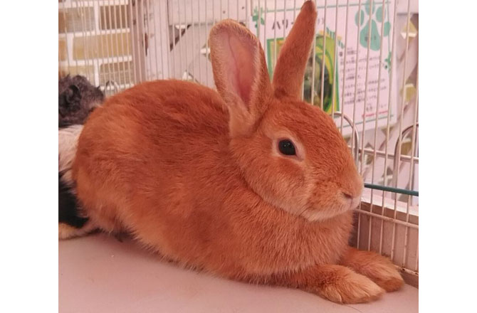 写真:うさぎ