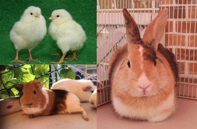 写真:ひよこ、モルモット、うさぎ