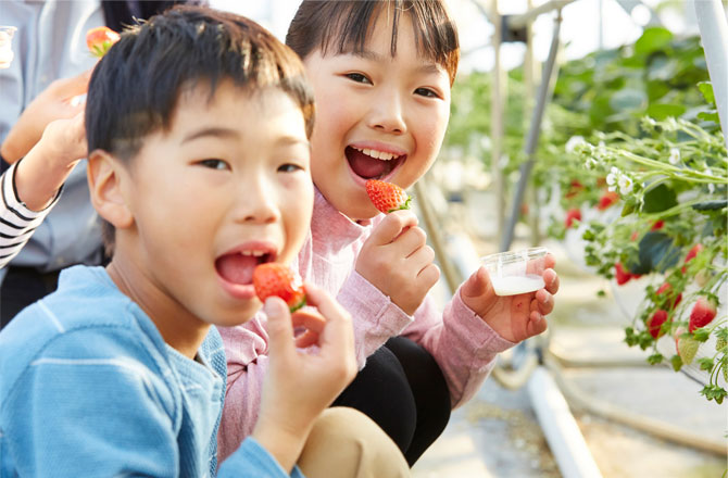写真:いちご狩りを楽しむ子どもたち