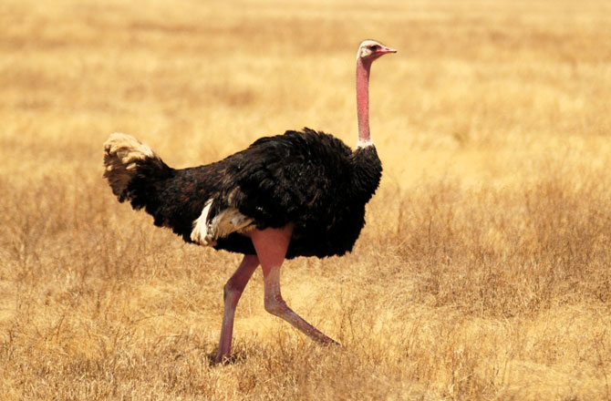 写真:野生のダチョウ