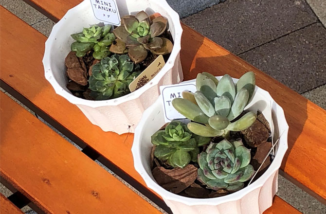 写真:多肉植物