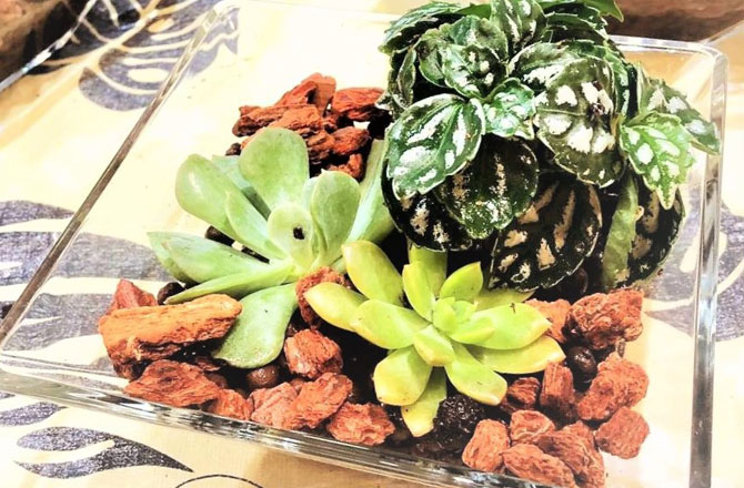 写真:多肉植物