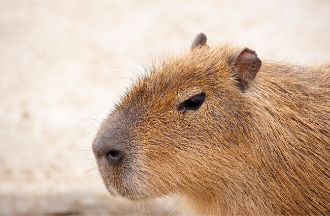 写真：カピバラ