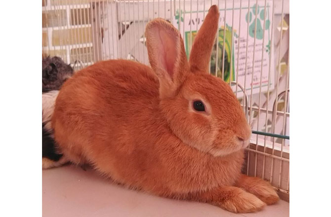 写真:うさぎ