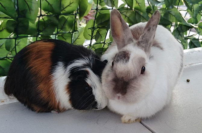 写真:モルモットとうさぎ