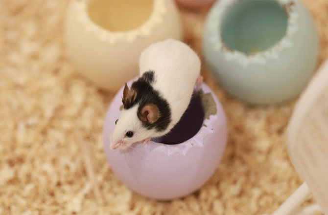 写真:パンダマウス