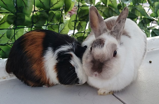 写真:モルモットとうさぎ