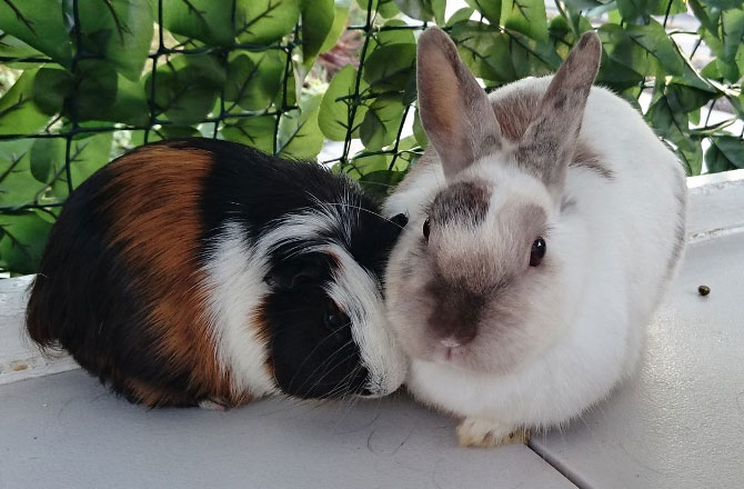 写真：モルモットとうさぎ