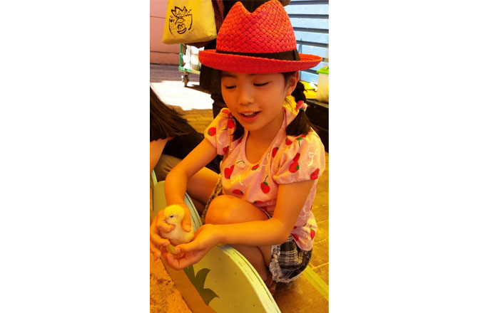 写真:ひよこに触る女の子