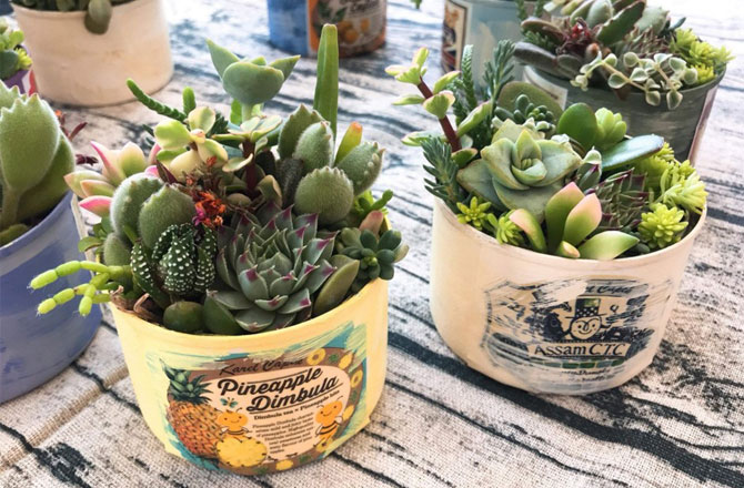 写真:多肉の寄せ植えワークショップ