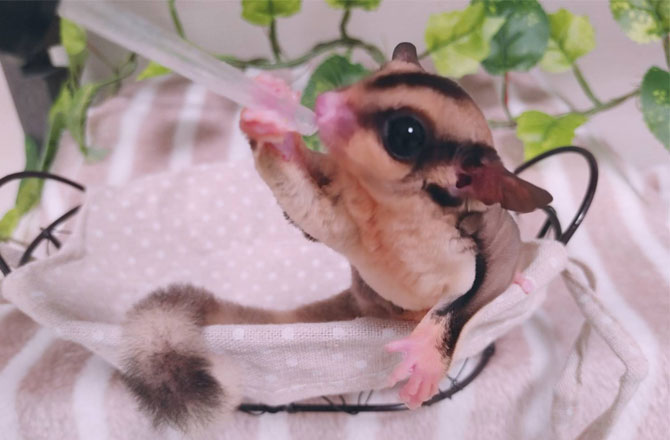 写真:モモンガミルク