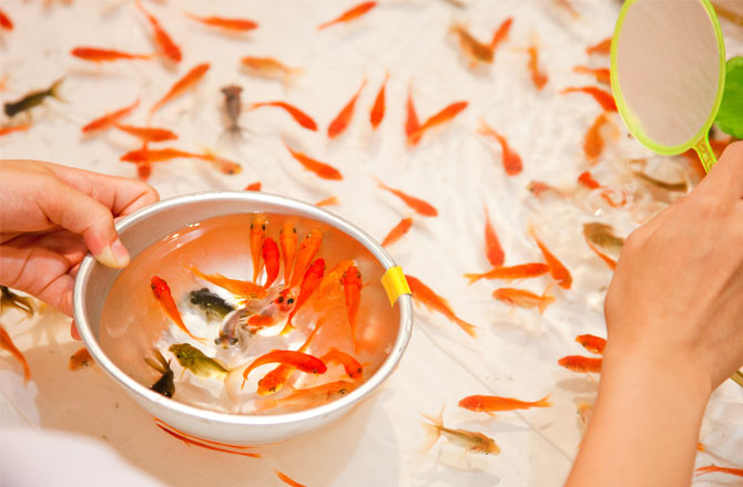 写真:金魚すくい