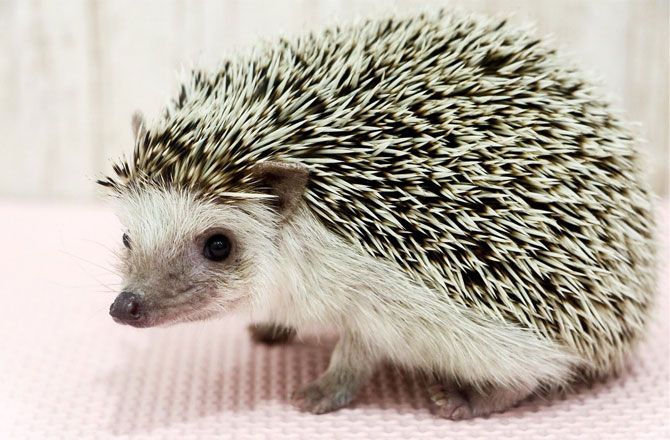 写真:ハリネズミ