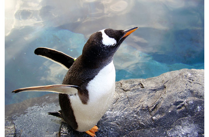 写真：羽ばたくペンギン
