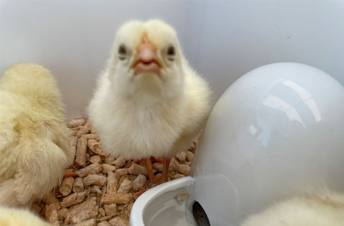 写真:ひよこ