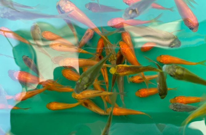 写真:金魚
