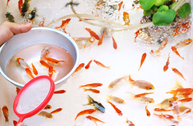 写真:金魚釣りをする子ども