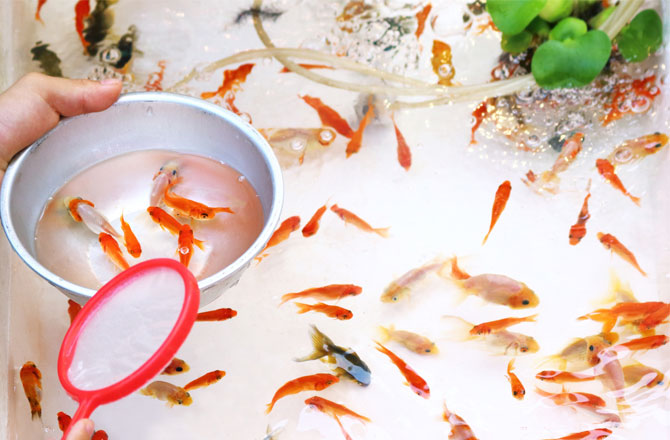 写真:金魚すくい